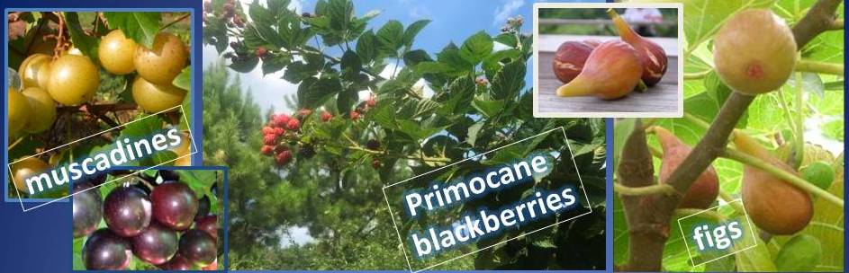 Now Picking Muscadines, Figs & limited supply of Blackberries