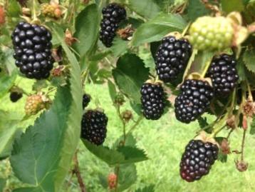 Blackberry Harvest Begins May 31!
